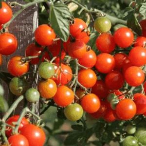 Tomate cerise Miel du Mexique