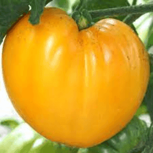 Tomate Coeur de boeuf jaune