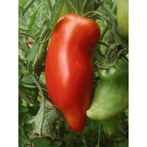 Tomate Cornue des Andes