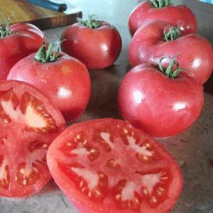 Tomate Rose de Berne