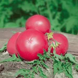 Tomate Russe Rose