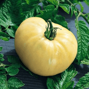 Tomate White Beauty