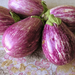 Aubergine Listada de Gandia