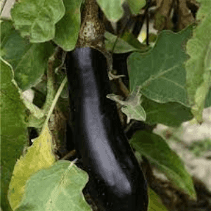 Aubergine longue violette de Barbentane