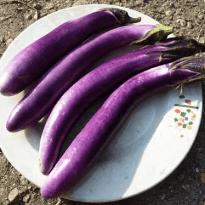 Aubergine Ping Tung