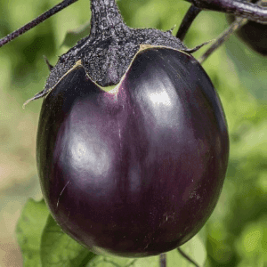 Aubergine Ronde de Valence