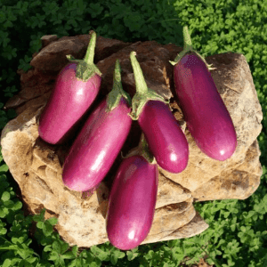 Aubergine Rosita