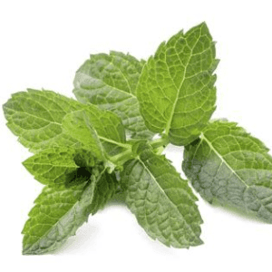 menthe verte