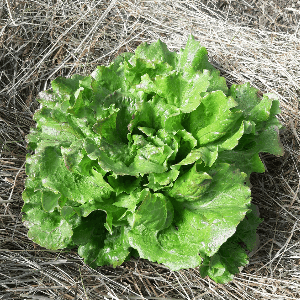 Salade - Laitue Batavia 'Carmen'