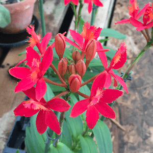 Epidendrum rouges
