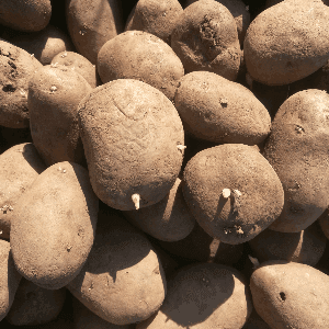 Pommes de terre à planter