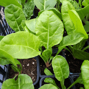 Plant  Blette  carde blanche