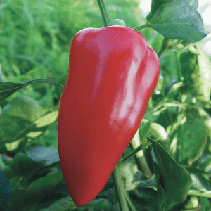 Poivron Green Apple Pepper