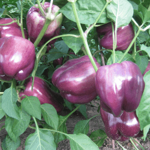 Poivron Lilas