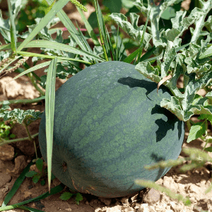 Plant Pastèque "Sugar Baby"