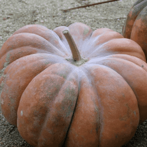 Plant Courge "Muscade"