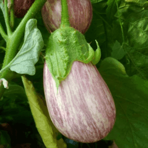 Plant Aubergine "Zebrina Listada de Gandia"