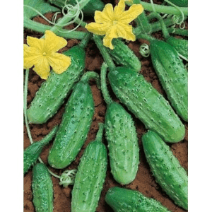 Cornichons Petit Vert de Paris