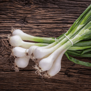 oignon blanc nouveau en botte