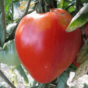 PLANT TOMATE COEUR DE BOEUF