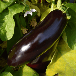 Aubergine Diamond