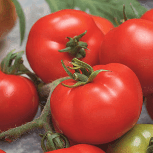Plant de Tomate Maestria Greffé
