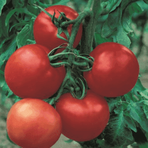 Plant de tomate Cobra Greffé