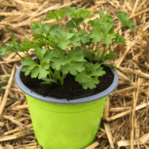 Pot persil frisé bio