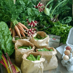 Logo de Le Potager des Rainettes VITERBE Vendredi