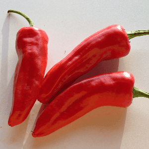 Plant de Piment d'Espelette