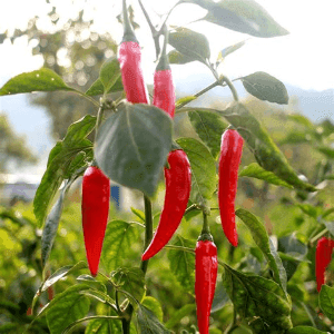 Plant de Piment de Cayenne