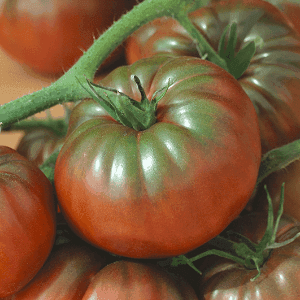 Plant de Tomate Noire de Crimée