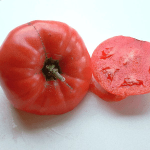 Plant de Tomate Rose de Berne