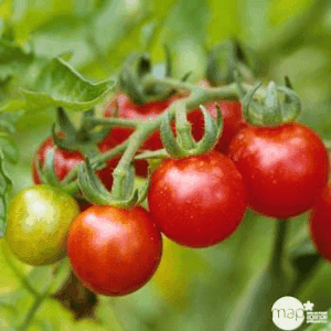 Plant de Tomate Cerise Apéro