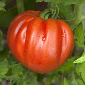 Plant de Tomate Coeur de Boeuf