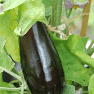 Plant d'Aubergine Falcon