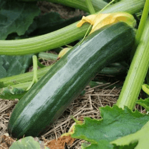 Plant de Courgette verte