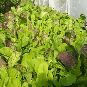 MESCLUN ASIATIQUE