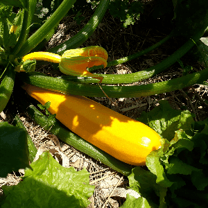 Les jardins du Moucherotte