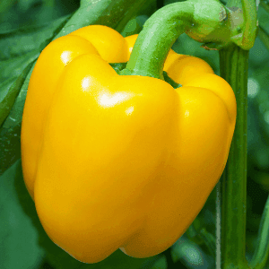Plant Poivron jaune "Yellow Wonder"