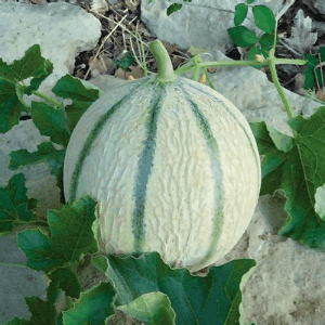 plant melon