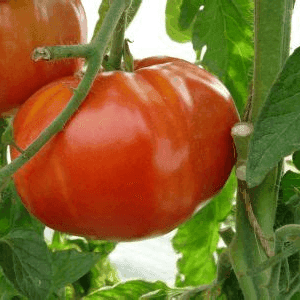 plant de tomate  "Charpentier"