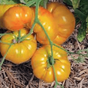 Plant de Tomate Jaune St Vincent