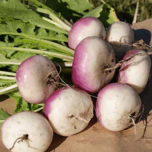 Navet bordé de violet botte