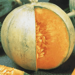 Plant de melon Charentais