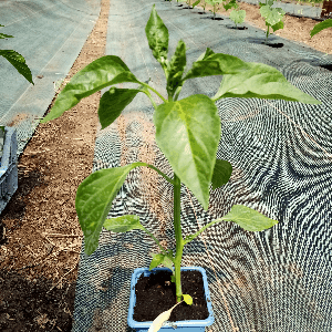 Plant de Piment Basque