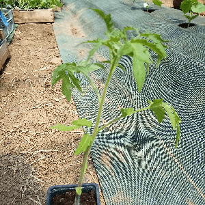 Plant de Tomate