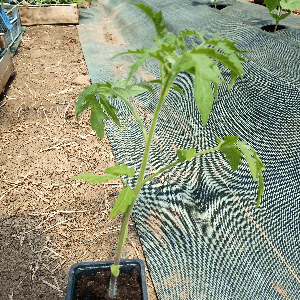 Plant de Tomate cocktail