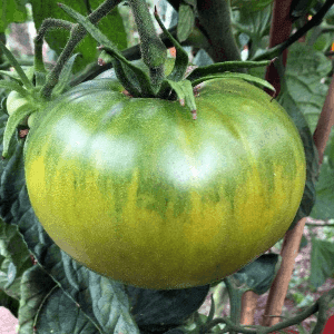 Tomate Aunt Ruby Green