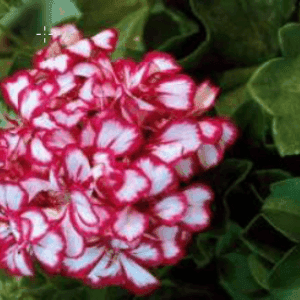 Géranium lierre fleurs doubles bicolore pot 10.5cm